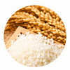 Extrait de Riz (Oryza Sativa)